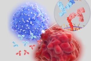 3D rendering of immune checkpoint inhibitors (red and green antibodies) blocking interaction between PD-1 and PD-LI checkpoint proteins. Blocking these interactions allows the immune system to continue destroying cancer cells rather than curtailing its activity. Credit: Shutterstock