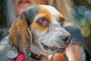 dog with red, inflamed eyes