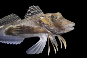 Sea robin (Prionotus carolinus).