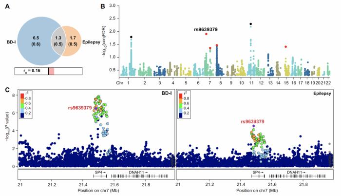 Genomic analysis of causal variants between bipolar disorder I (BD-I) and epilepsy. (A) Venn plot shows specific and shared variants. Genetic correlation (rg) was estimated via LDSC. (B) Manhattan plot of conjFDR results. Lead SNPs with the same allelic effect direction are in red; opposite directions are in black. (C) LocusZoom plots show genetic associations at the SP4 locus, with physical maps of known genes and LD defined by SNP rs9639379.