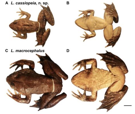 Dorsal and ventral comparison of adult male Limnon...                    </div>

                    <div class=