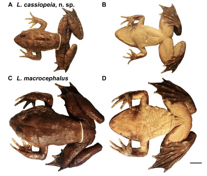 Dorsal and ventral comparison of adult male Limnonectes cassiopeia (top) and adult male L. macrocephalus, species similar enough to confuse scientists.