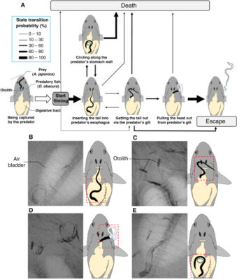 Infographic of eels in predator stomach