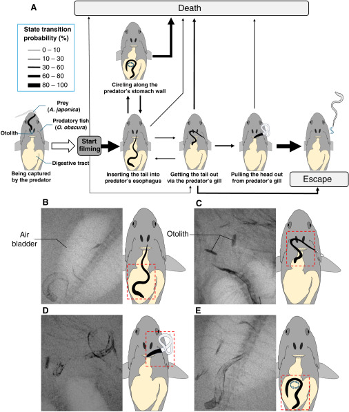 Infographic of eels in predator stomach