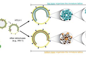 A schematic of the assembly of viral particles. Top: HTLV-1. The top layer (blue) organizes the immature lattice. Bottom: Other retroviruses (e.g. HIV-1). The bottom layer (orange) organizes the immature lattice.