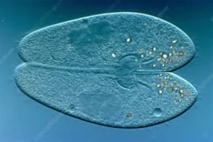 paramecium