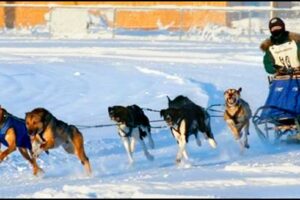 Heather Huson racing in an Alaska Dog Mushers Association Challenge Series race in 2005 at the Jeff Studdard Sled Dog Race Track in Fairbanks, Alaska.