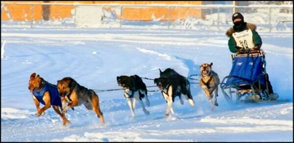 Heather Huson racing in an Alaska Dog Mushers Association Challenge Series race in 2005 at the Jeff Studdar...                    </div>

                    <div class=