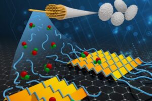 Individual silk protein molecules, or “silk fibroins” (blue), are deposited on a graphene surface surrounded by water (green and red spheres) and grow into an atomically precise two-dimensional (2D) sheet. Controlled deposition of silk fibers could lead to numerous biodegradable electronic devices.