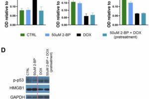 Figure 4. Effect of 2-BP treatment on senescence markers. Levels of p-p53 (A), HMGB1 (B), and lamin B1 (C) were measured in cell extracts from VSMCs. Cells were either pretreated with 2-BP for 24 hours before doxorubicin (DOX) treatment or treated with 2-BP alone for the specified durations. Protein levels were assessed using Western blotting, with representative blots shown (the red line indicates where the blot was cut) (D). Data are presented as means ± SEM from N=3 biological replicates. Statistical significance was determined using one-way ANOVA; *p