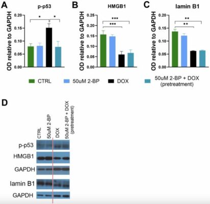 Protein Modification May Hold Key to Reversing Cellular Aging