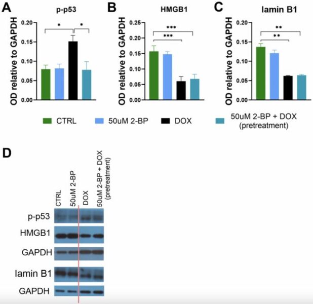 Figure 4. Effect of 2-BP treatment on senescence markers. Levels of p-p53 (A), HMGB1 (B), and lamin B1 (C) were measured in cell extracts from VSMCs. Cells were either pretreated with 2-BP for 24 hours before doxorubicin (DOX) treatment or treated with 2-BP alone for the specified durations. Protein levels were assessed using Western blotting, with representative blots shown (the red line indicates where the blot was cut) (D). Data are presented as means ± SEM from N=3 biological replicates. Statistical significance was determined using one-way ANOVA; *p