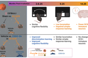 infographic on radiation and female mice brains