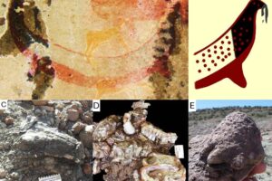 A, Photo of the tusked animal of the Horned Serpent panel. B, interpretive drawing of its head. C, skull of a Lystrosaurus (14-03-2024, Oviston Nature Reserve) showing the prominent tusks, photographed in situ at the moment of its discovery, before excavation, and unprepared. D, complete skeleton of a Lystrosaurus (BP/1/9100, Oviston Nature Reserve) with its vertebral column curved into an opisthotonic "death pose", ex situ, prepared. E, the ‘mummified’ foot of a Lystrosaurus (28-08-2022, Fairydale, Bethulie District) showing the warty aspect of its preserved skin, ex situ, unprepared.