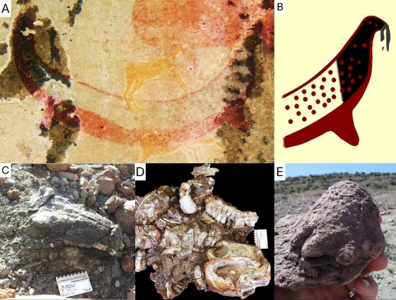 A, Photo of the tusked animal of the Horned Serpent panel. B, interpretive drawing of its head. C, skull of a Lystrosaurus (14-03-2024, Oviston Nature Reserve) showing the prominent tusks, photographed in situ at the moment of its discovery, before excavation, and unprepared. D, complete skeleton of a Lystrosaurus (BP/1/9100, Oviston Nature Reserve) with its vertebral column curved into an opisthotonic "death pose", ex situ, prepared. E, the ‘mummified’ foot of a Lystrosaurus (28-08-2022, Fairydale, Bethulie District) showing the warty aspect of its preserved skin, ex situ, unprepared.