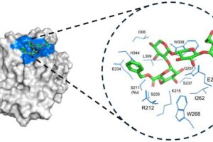 Using computational simulation, the Kobe University bioengineer KOH Sangho and his team could show that the fungal wood-separating enzyme binds to a short hemicellulose tail before separating the hemicellulose and lignin portions.