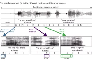 An example of word-initial lengthening in Mojeño Trinitario, an Arawakan language spoken in the Amazon region of… [more] © Frederic Blum et al., Nature Human Behaviour (2024)