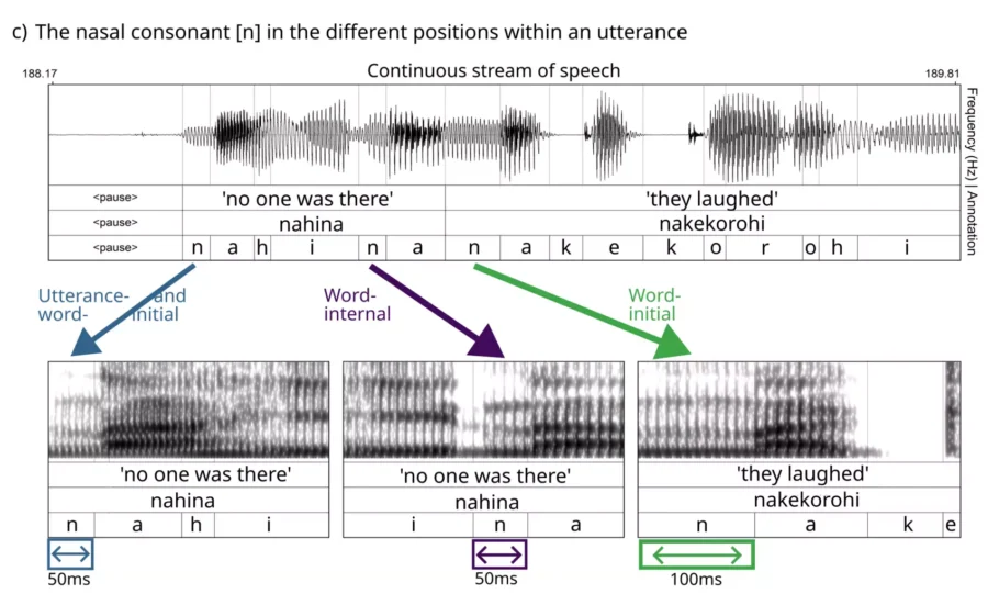 An example of word-initial lengthening in Mojeño Trinitario, an Arawakan language spoken in the Amazon region of… [more] © Frederic Blum et al., Nature Human Behaviour (2024)