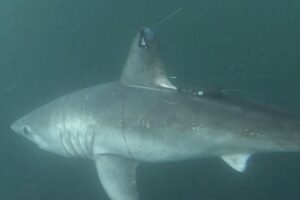 The pregnant porbeagle shark, subject of the study, after her release after tagging