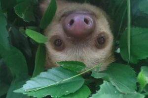 sloth hanging upside down