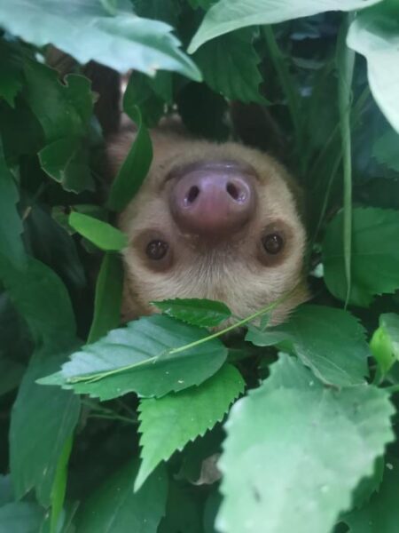 sloth hanging upside down