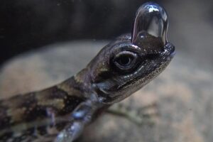 Anoles are kind of like the chicken nuggets of the forest.