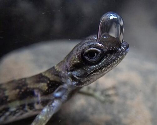 Lizards Use Underwater Bubble Breathing to Evade Predators, Study Finds