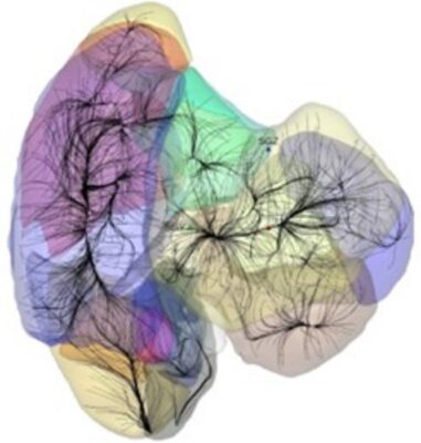 New Study Maps Gravitational ‘Basins of Attraction’ in the Local Universe