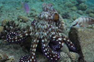 Octopus under water