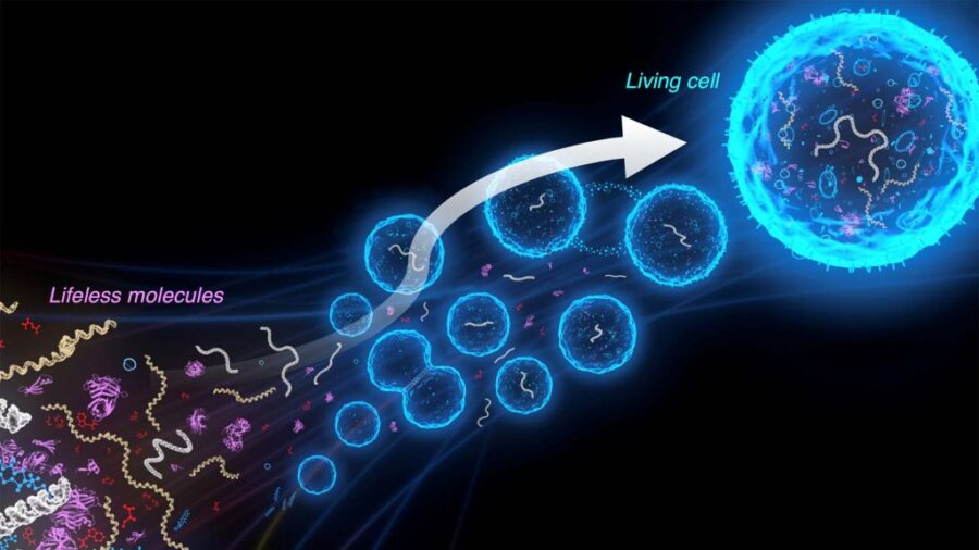 A simplified synthetic equivalent of a cell would be like a blueprint for life. Image EVOLF project