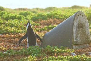 The double-layered ceramic artificial nests were generally the most effective type of nests compared to earlier designs. Credit Lorien Pichegru.