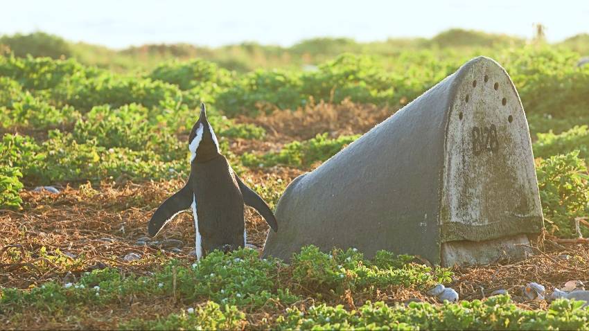 The double-layered ceramic artificial nests were generally the most effective type of nests compared to earlier designs. Credit Lorien Pichegru.