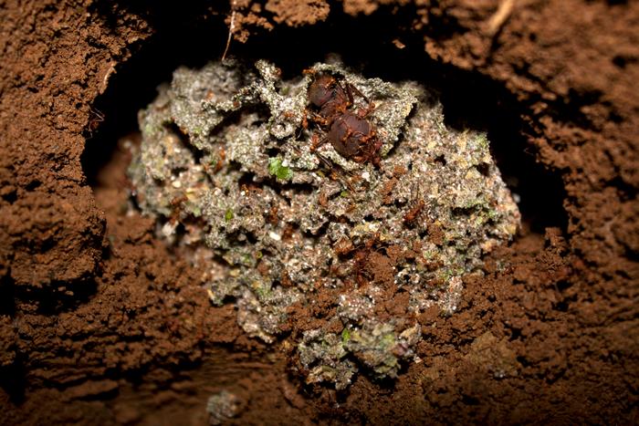 Colony of the species Atta colombica, unearthed in Gamboa, Panama. In the center of the photo, much larger than the workers, is the queen