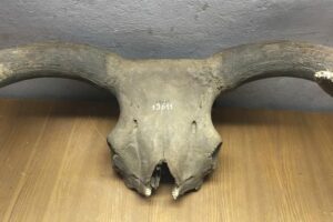 Aurochs skull