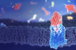 NbE (red) binds the specific receptor responsible for opioid action (blue) and blocks off other small molecules (white/yellow/red).