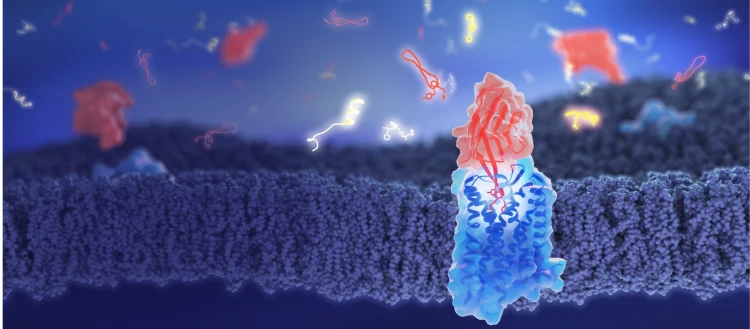 NbE (red) binds the specific receptor responsible for opioid action (blue) and blocks off other small molecules (white/yellow/red).