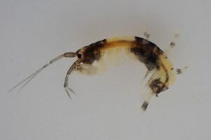 A new species of amphipod with a unique panda pattern was found in the intertidal zone of the Japanese coast.