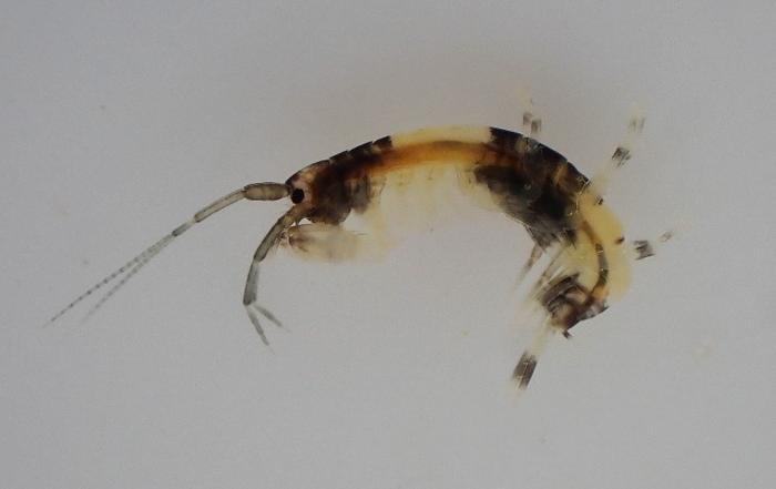 A new species of amphipod with a unique panda pattern was found in the intertidal zone of the Japanese coast.