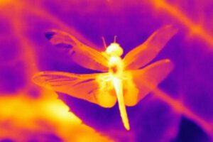 Infrared-spectrum image of an ornamented dragonfly from the genus Tramea. Lighter colors indicate hotter temperatures, ranging from 27 to 35 degrees Celsius across the image. Image: Noah Leith.