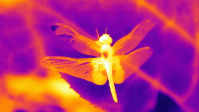 Infrared-spectrum image of an ornamented dragonfly from the genus Tramea. Lighter colors indicate hotter temperatures, ranging from 27 to 35 degrees Celsius across the image. Image: Noah Leith.