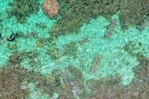 Corals seen from overhead