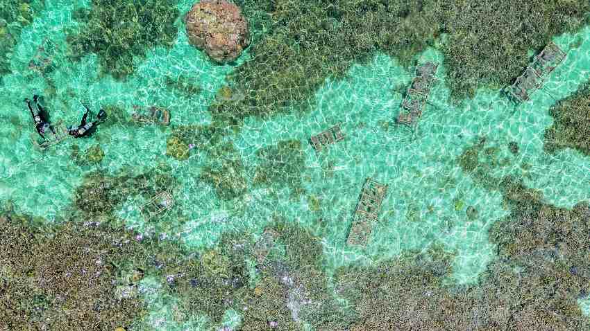 Corals seen from overhead