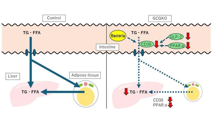 Researchers found that deficiency of proglucagon-derived peptides can reduce lipid uptake in the intestinal tract.