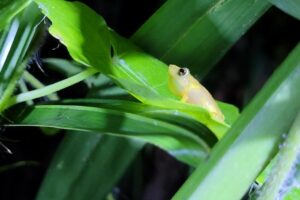 A rare coqui llanero pictured in am undisclosed wetland in Puerto Rico.