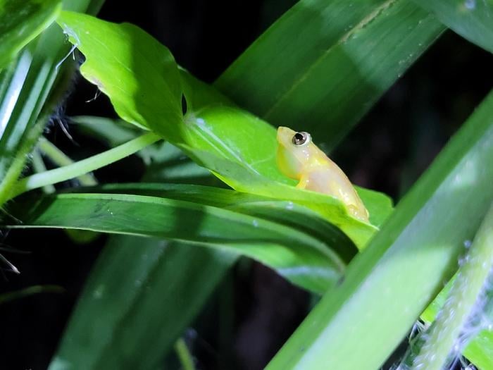 A rare coqui llanero pictured in am undisclosed wetland in Puerto Rico.