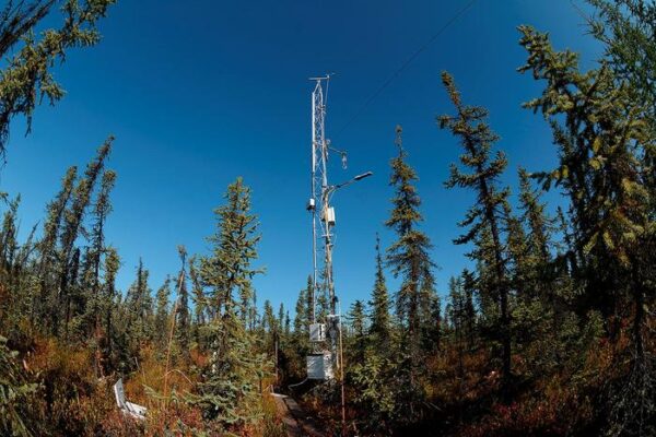 20-Year Study Reveals Surprising Climate Change Effects on Permafrost Forests