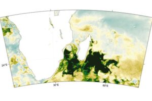 Monthly relative anomalies demonstrate the spatial development of chlorophyll-a concentration, a proxy for phytoplankton biomass, during December 2019. Relative anomalies are expressed as the percentage above the monthly climatological mean, relative to the period January 1998–December 2020.