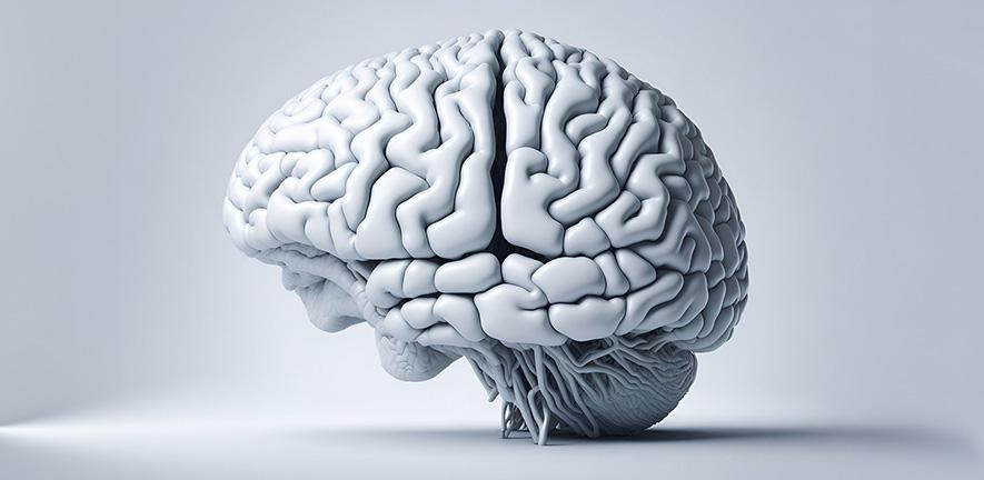 human brain illustration