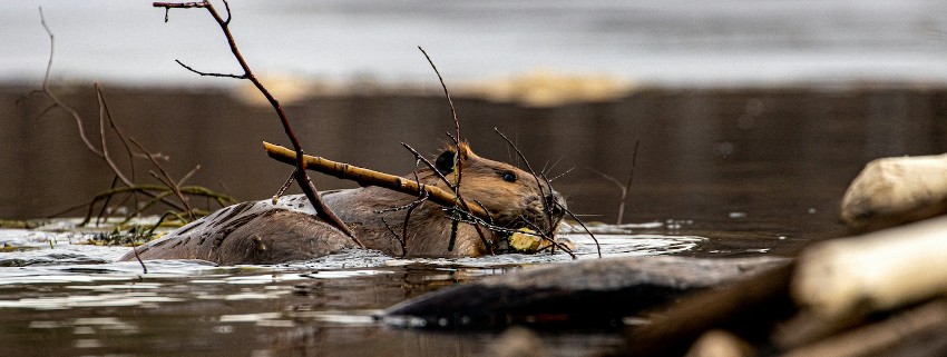 beaver in water