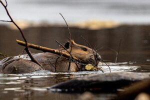 beaver in water